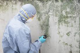 Trusted Lynchburg, OH Mold Remediation Experts